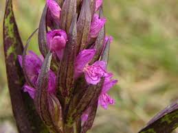 Attēlu rezultāti vaicājumam “Dactylorhiza cruenta flower”