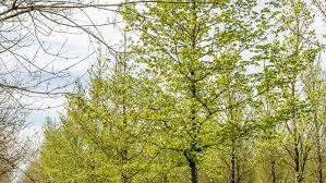 Attēlu rezultāti vaicājumam “Carpinus”