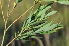 Attēlu rezultāti vaicājumam “Salix purpurea”