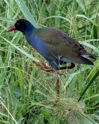 Image result for Porphyrio alleni