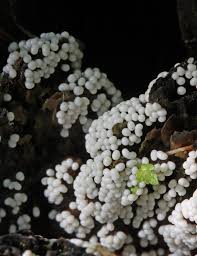 Attēlu rezultāti vaicājumam “Diderma chondrioderma sessile”