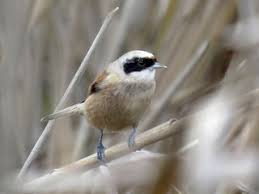 Image result for Remiz pendulinus