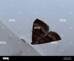 Attēlu rezultāti vaicājumam “Larentia clavaria”