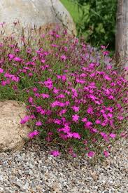 Attēlu rezultāti vaicājumam “Dianthus deltoides”