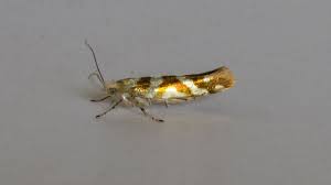 Attēlu rezultāti vaicājumam “Argyresthia goedartella”