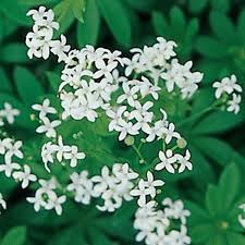 Image result for Galium odoratum