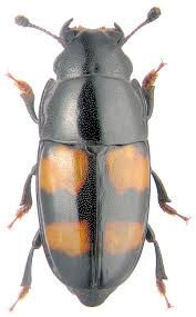 Attēlu rezultāti vaicājumam “Glischrochilus hortensis”