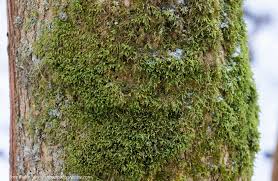 Attēlu rezultāti vaicājumam “Homalia trichomanoides”