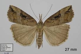 Attēlu rezultāti vaicājumam “Hypena rostralis”