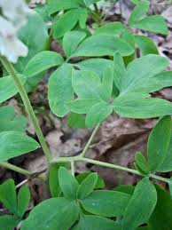 Attēlu rezultāti vaicājumam “Corydalis cava leaf”