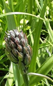 Attēlu rezultāti vaicājumam “Phyteuma spicatum bud”