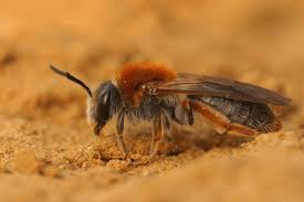 Attēlu rezultāti vaicājumam “Andrena haemorrhoa female”
