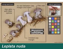 Attēlu rezultāti vaicājumam “Lepista nuda”