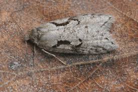 Attēlu rezultāti vaicājumam “Semioscopis steinkellneriana”