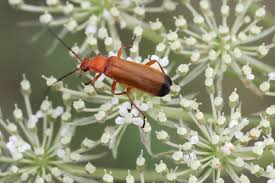 Attēlu rezultāti vaicājumam “Rhagonycha fulva”