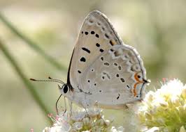 Attēlu rezultāti vaicājumam “Lycogala sphaeroconicum young”