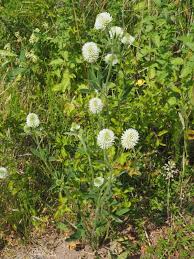 Attēlu rezultāti vaicājumam “Trifolium montanum fruit”