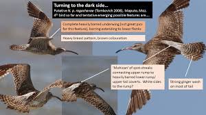 Attēlu rezultāti vaicājumam “Numenius phaeopus”