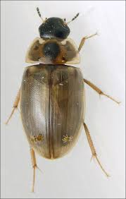 Attēlu rezultāti vaicājumam “Enochrus affinis”