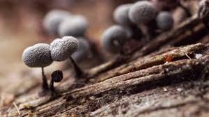 Attēlu rezultāti vaicājumam “Physarum penetrale macro”