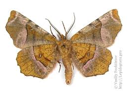 Attēlu rezultāti vaicājumam “Selenia tetralunaria”