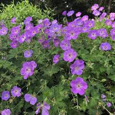 Image result for Geranium `Purple Haze`