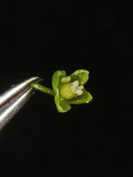 Attēlu rezultāti vaicājumam “Sagina procumbens fruit”