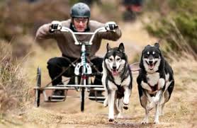 Image result for Team Ice Fire British Sled Dog Racing Team