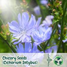 Attēlu rezultāti vaicājumam “Cichorium intybus”