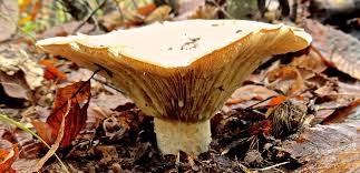 Attēlu rezultāti vaicājumam “Lactarius bertillonii”