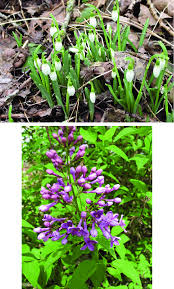 Attēlu rezultāti vaicājumam “Galanthus nivalis fruit”