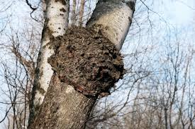 Attēlu rezultāti vaicājumam “Inonotus obliquus”