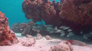 Image result for Haemulon album