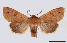 Attēlu rezultāti vaicājumam “Orthosia munda”