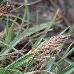 Attēlu rezultāti vaicājumam “Blysmus compressus leaf”