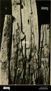 Attēlu rezultāti vaicājumam “Xylita laevigata”