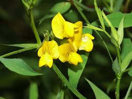 Attēlu rezultāti vaicājumam “Lathyrus pratensis”