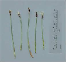 Attēlu rezultāti vaicājumam “Eleocharis quinqueflora flower”