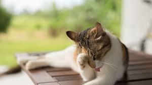 Afbeeldingsresultaat voor katten