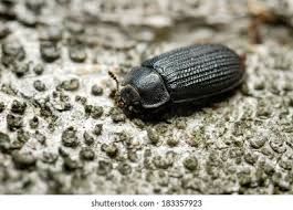 Attēlu rezultāti vaicājumam “Grynocharis oblonga”