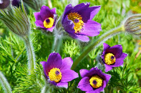 Image result for Pulsatilla