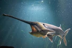 Image result for Polyodon spathula