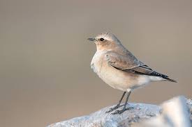 Attēlu rezultāti vaicājumam “Oenanthe oenanthe juvenile”