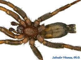 Attēlu rezultāti vaicājumam “Gnaphosidae”