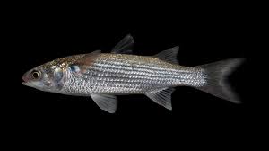 Image result for Mugil