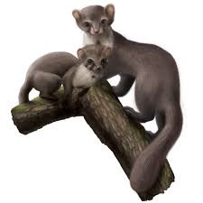 Attēlu rezultāti vaicājumam “Martes foina”