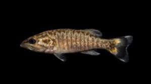 Image result for Micropterus