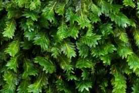 Attēlu rezultāti vaicājumam “Fissidens adianthoides”