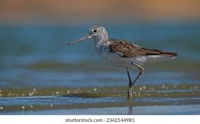 Attēlu rezultāti vaicājumam “Tringa nebularia”