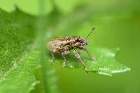 Attēlu rezultāti vaicājumam “Sitona sp.”